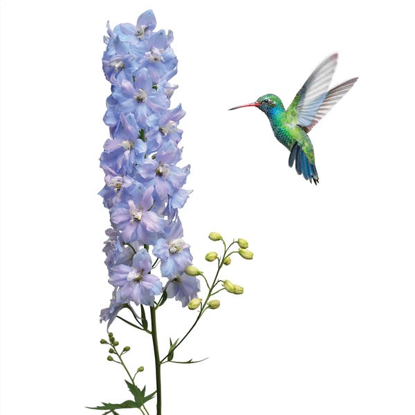 Beth Sheridan: Humming Bird Quad Full by Beth Sheridan