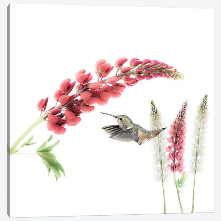 Hummingbird in Lupine Canvas Print #SDB36} by Beth Sheridan Canvas Artwork