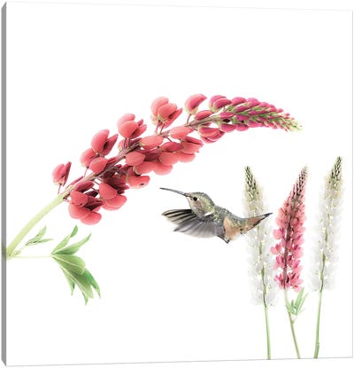 Hummingbird in Lupine Canvas Art Print - Beth Sheridan