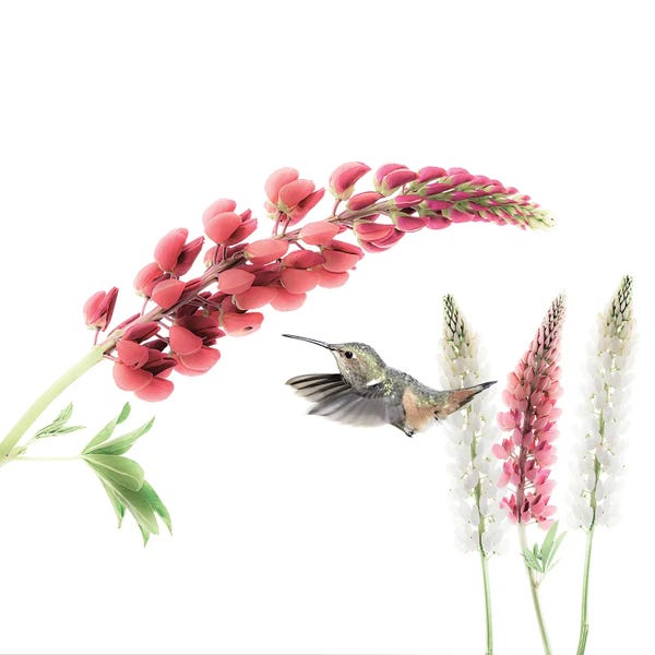 Beth Sheridan: Hummingbird in Lupine by Beth Sheridan