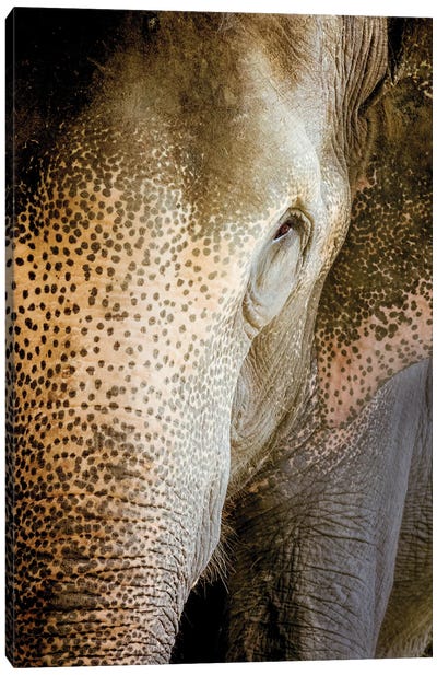 Indian Elephant Canvas Art Print - Beth Sheridan