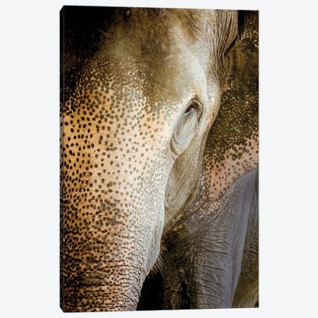 Indian Elephant Canvas Print #SDB38} by Beth Sheridan Canvas Art Print