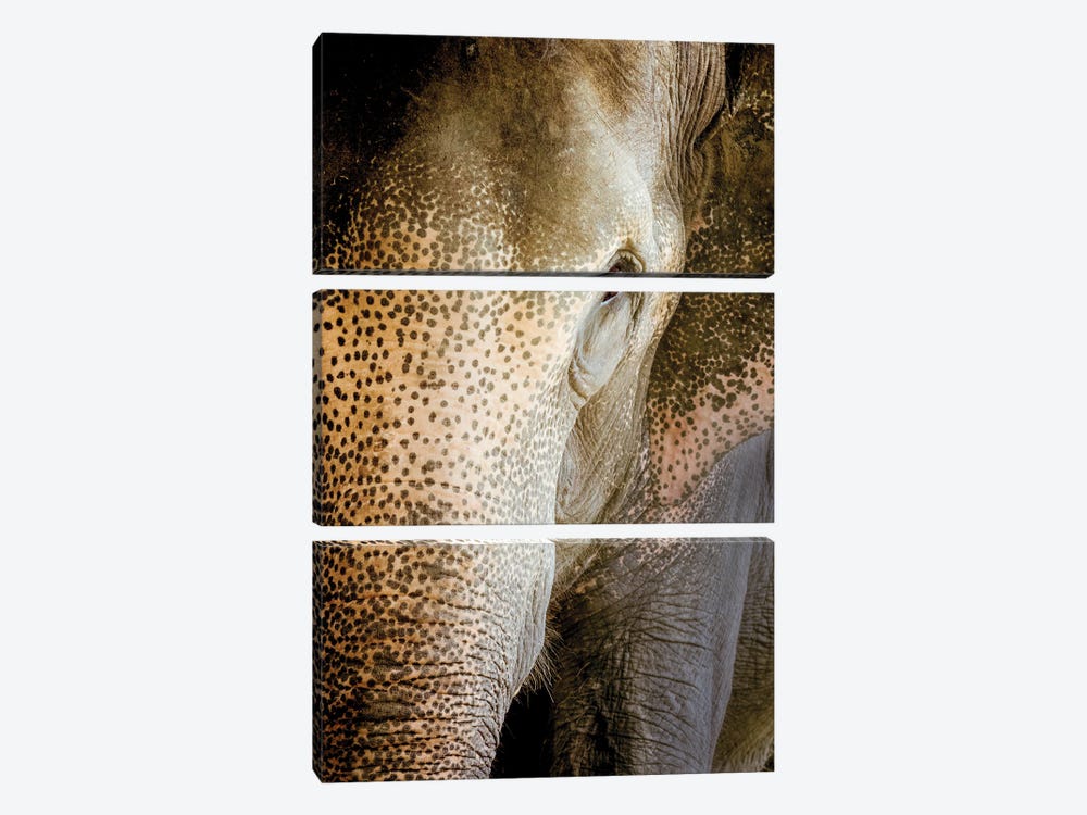 Indian Elephant by Beth Sheridan 3-piece Canvas Artwork