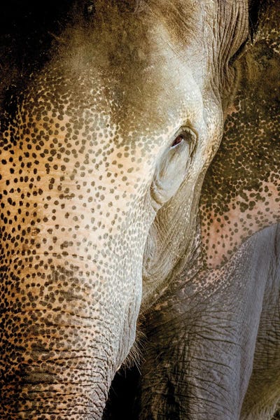 Indian Décor: Indian Elephant by Beth Sheridan