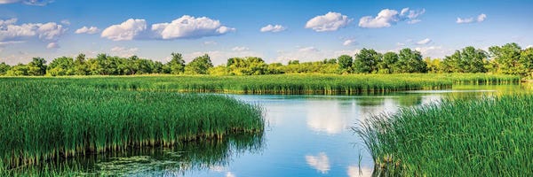 Marshes & Swamps: Midland Reflections by Beth Sheridan