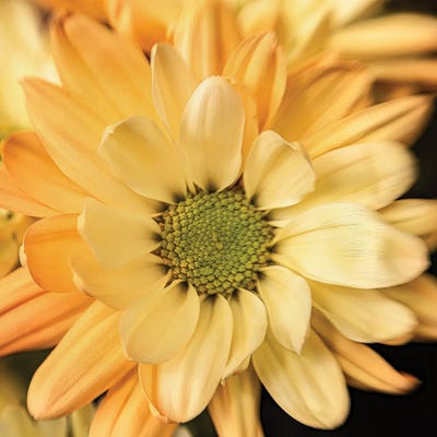 Pale Pink and White by Beth Sheridan art print