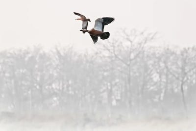 Ruddy Shelducks In Flight by Beth Sheridan art print