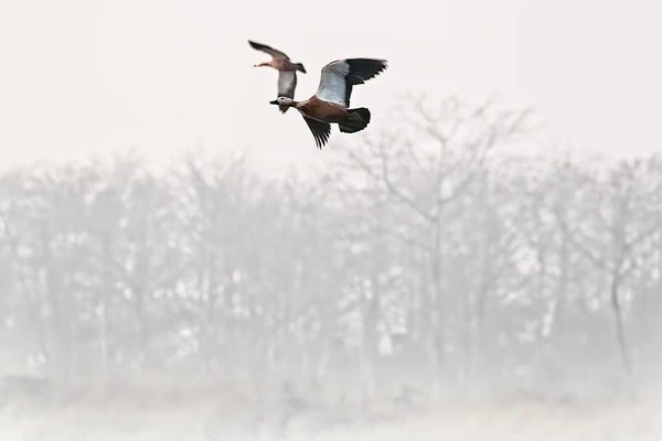 Beth Sheridan: Ruddy Shelducks In Flight by Beth Sheridan