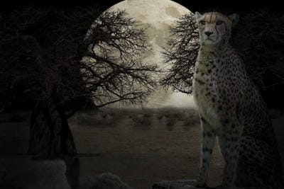 Savanna Nights by Beth Sheridan art print