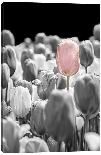 The Tulip That Stood Apart Canvas Art Print - Beth Sheridan