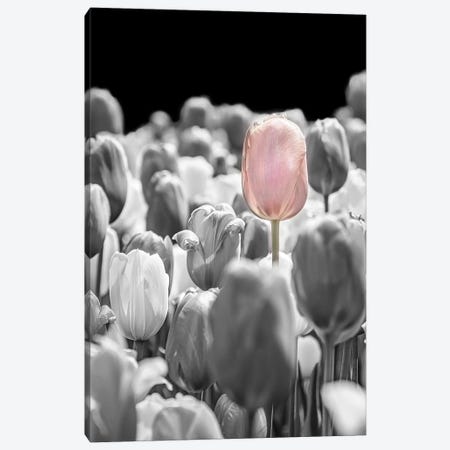 The Tulip That Stood Apart Canvas Print #SDB66} by Beth Sheridan Canvas Print
