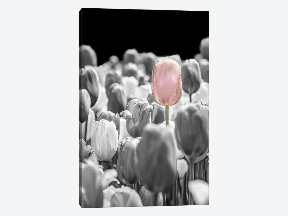 The Tulip That Stood Apart by Beth Sheridan 1-piece Art Print