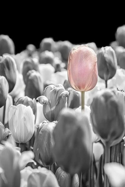 Color Pop Photography: The Tulip That Stood Apart by Beth Sheridan