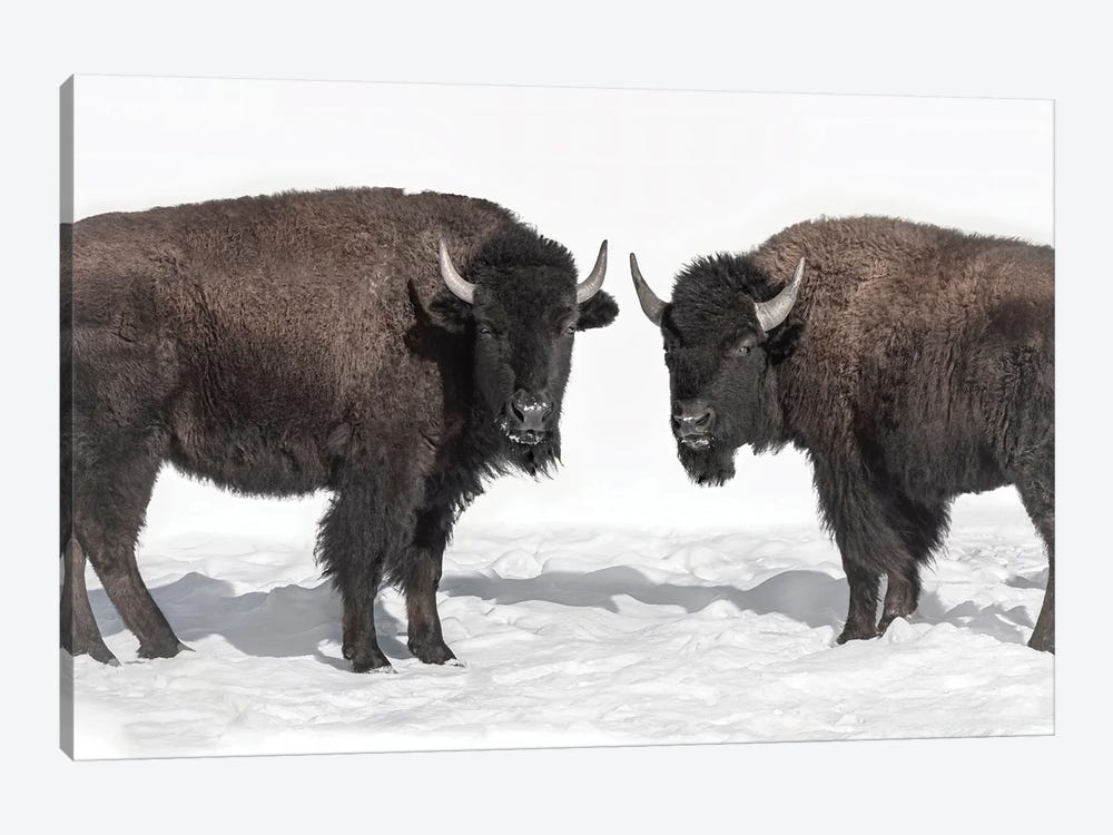 Bison Pair by Beth Sheridan 1-piece Canvas Art