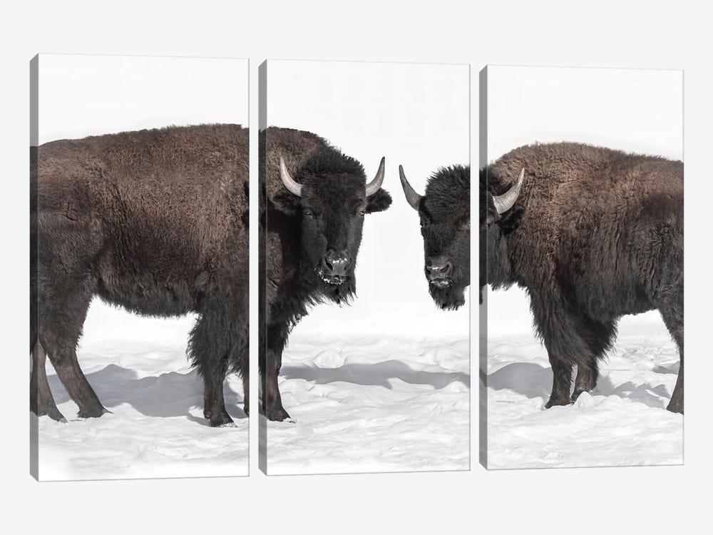 Bison Pair by Beth Sheridan 3-piece Canvas Art