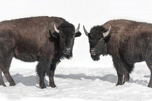 Bison & Buffaloes: Bison Pair by Beth Sheridan