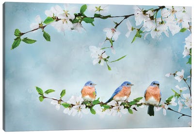 Blue Birds in Cherry Blossoms I Canvas Art Print - Dreamscape Art