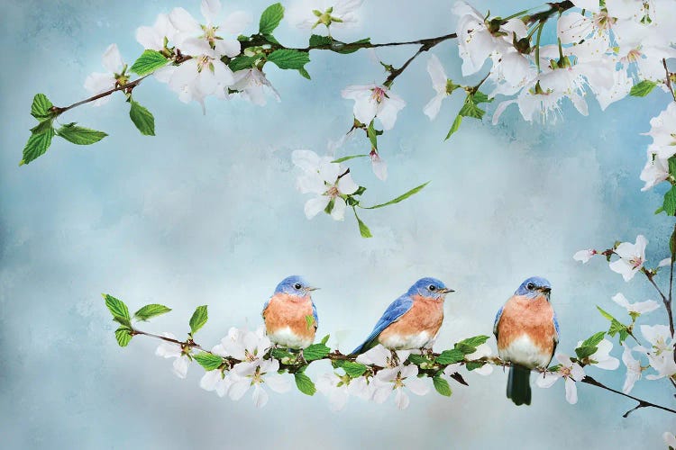 Blue Birds in Cherry Blossoms I