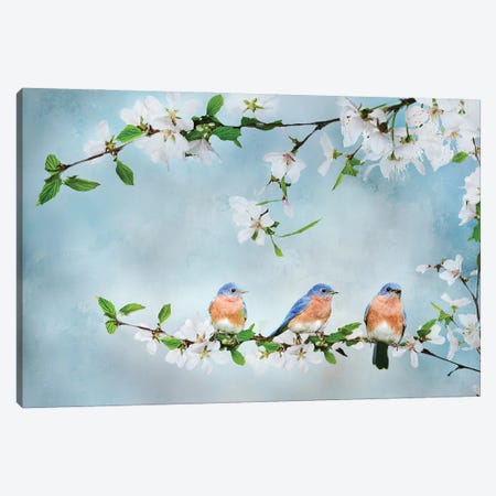 Blue Birds in Cherry Blossoms I Canvas Print #SDB7} by Beth Sheridan Art Print