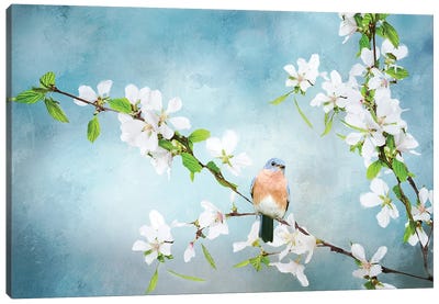Blue Birds in Cherry Blossoms II Canvas Art Print - Jay Art