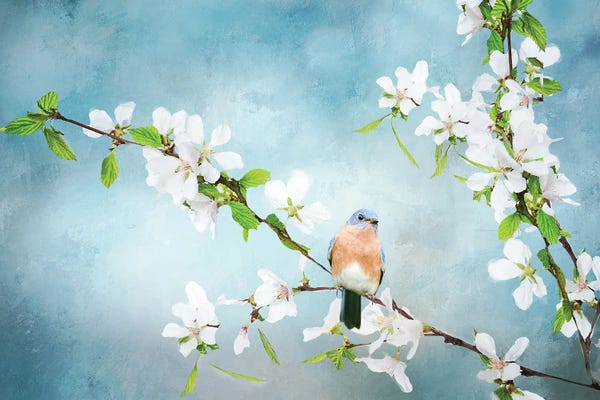Blue Birds in Cherry Blossoms II