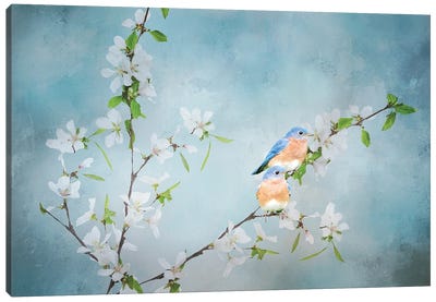 Blue Birds in Cherry Blossoms III Canvas Art Print - Jay Art
