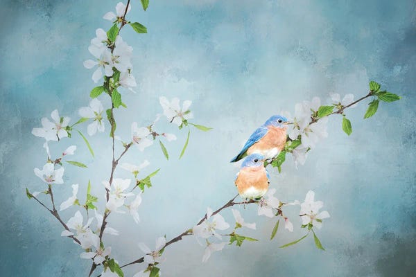 Beth Sheridan: Blue Birds in Cherry Blossoms III by Beth Sheridan