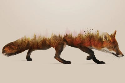 The Fox by Sebastien Del Grosso art print