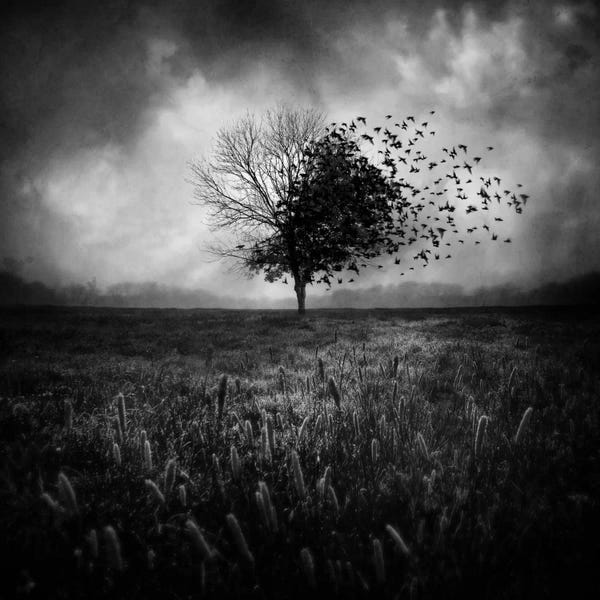 Black & White: Illusion d'un Primptemps Perdu I by Sebastien Del Grosso