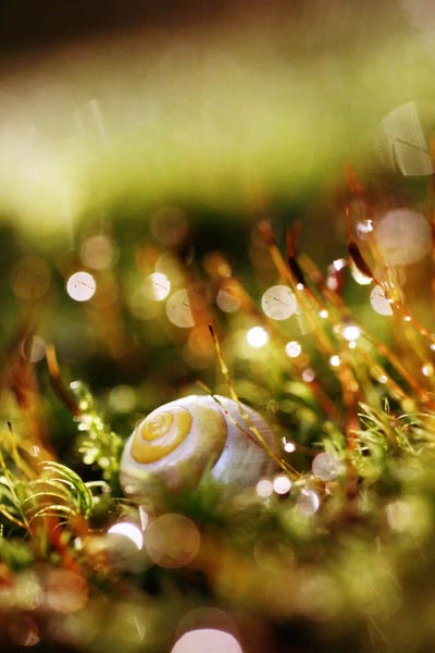 Snails: Deep Jungle II by Sebastien Del Grosso