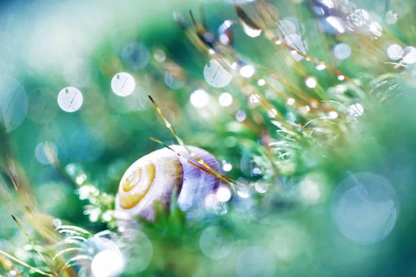 Snails: Deep Jungle I by Sebastien Del Grosso