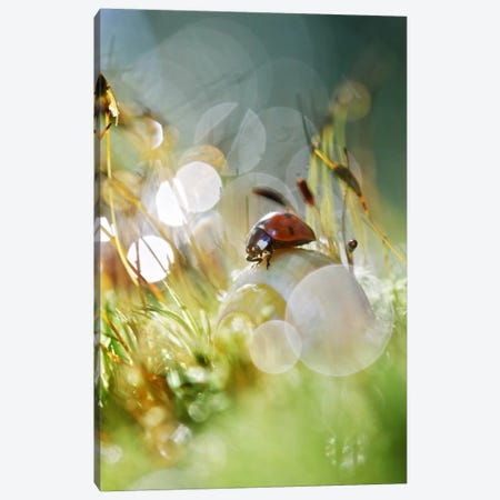 Once Upon A Time Canvas Print #SDG74} by Sebastien Del Grosso Canvas Print