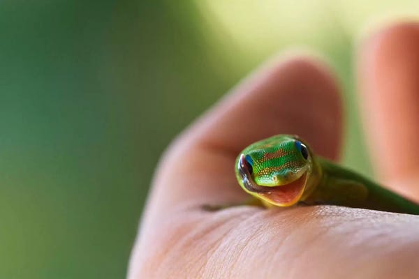 Snakes: Sluuurp by Sebastien Del Grosso