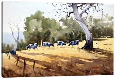 Cows Grazing In The Village Fields Canvas Art Print - Swarup Dandapat