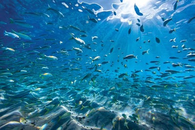 Back To School by Sean Davey art print