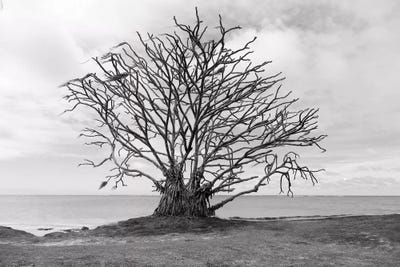 Barron Tree by Sean Davey framed wall art