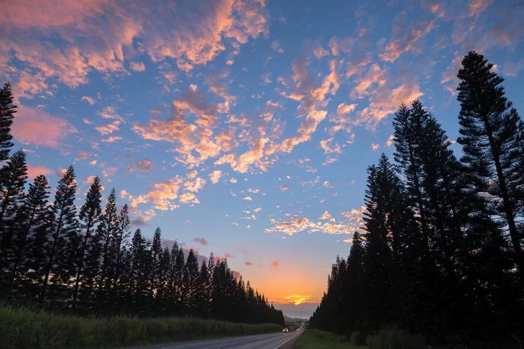 Haleiwa Pines