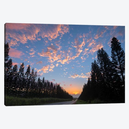 Haleiwa Pines Canvas Print #SDV114} by Sean Davey Canvas Art