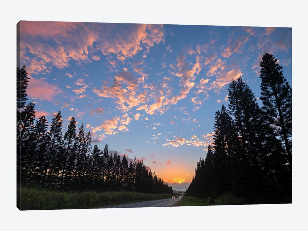 Haleiwa Pines by Sean Davey 1-piece Canvas Wall Art