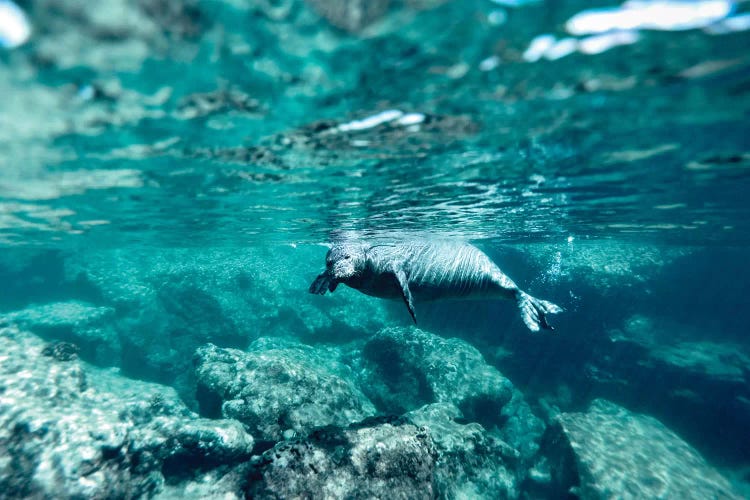 Hawaiian Monk Seal