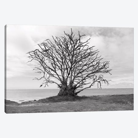 Barron Tree Canvas Print #SDV11} by Sean Davey Art Print