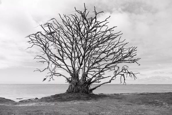 Sean Davey: Barron Tree by Sean Davey