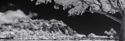 Kualoa Pods N Palms by Sean Davey multi panel art