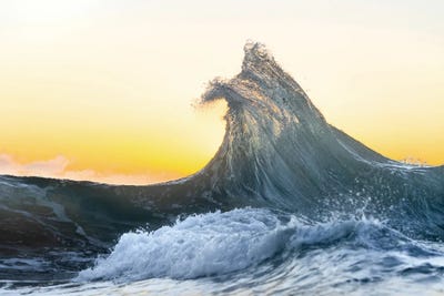 Lemon Yellow Crest by Sean Davey art print