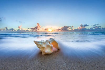 Ocean Sweep Shell by Sean Davey art print