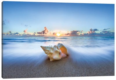 Ocean Sweep Shell Canvas Art Print - Sean Davey