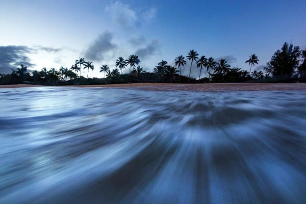 Sean Davey: Palm Rush by Sean Davey