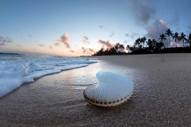 Paper Nautilus Palms