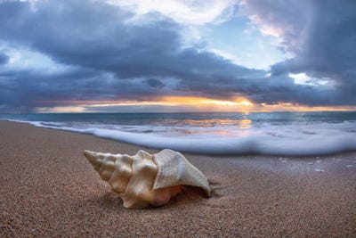 Pastel Lightshell by Sean Davey art print