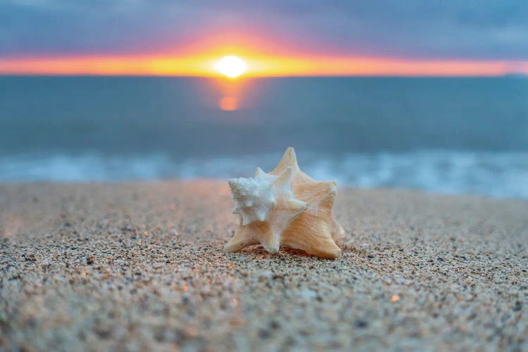 Pastel Shell Dawn by Sean Davey wall art